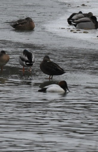 ML140017131 - American Black Duck - Macaulay Library