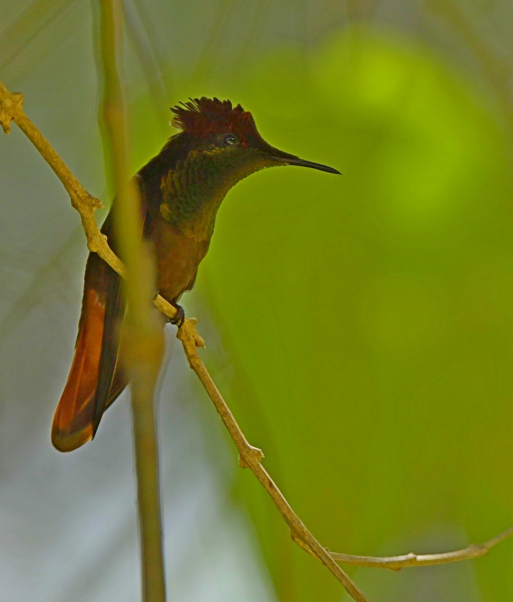 Ruby-topaz Hummingbird - Paul Arneson