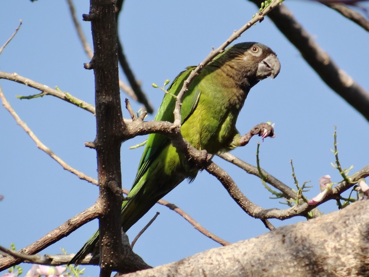 Brown-throated Parakeet - ML140022031