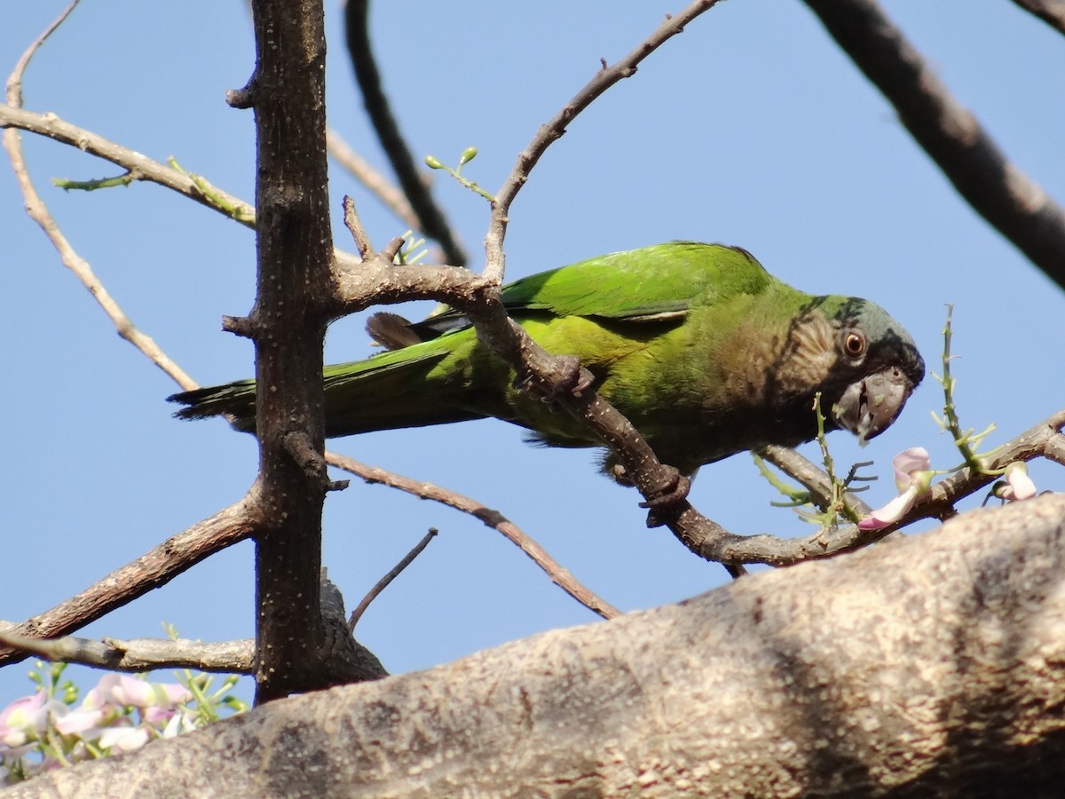 Brown-throated Parakeet - Pablo Bedrossian