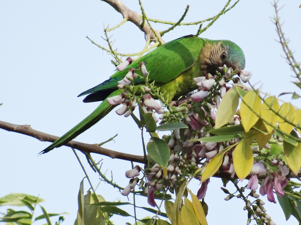 Brown-throated Parakeet - ML140022051