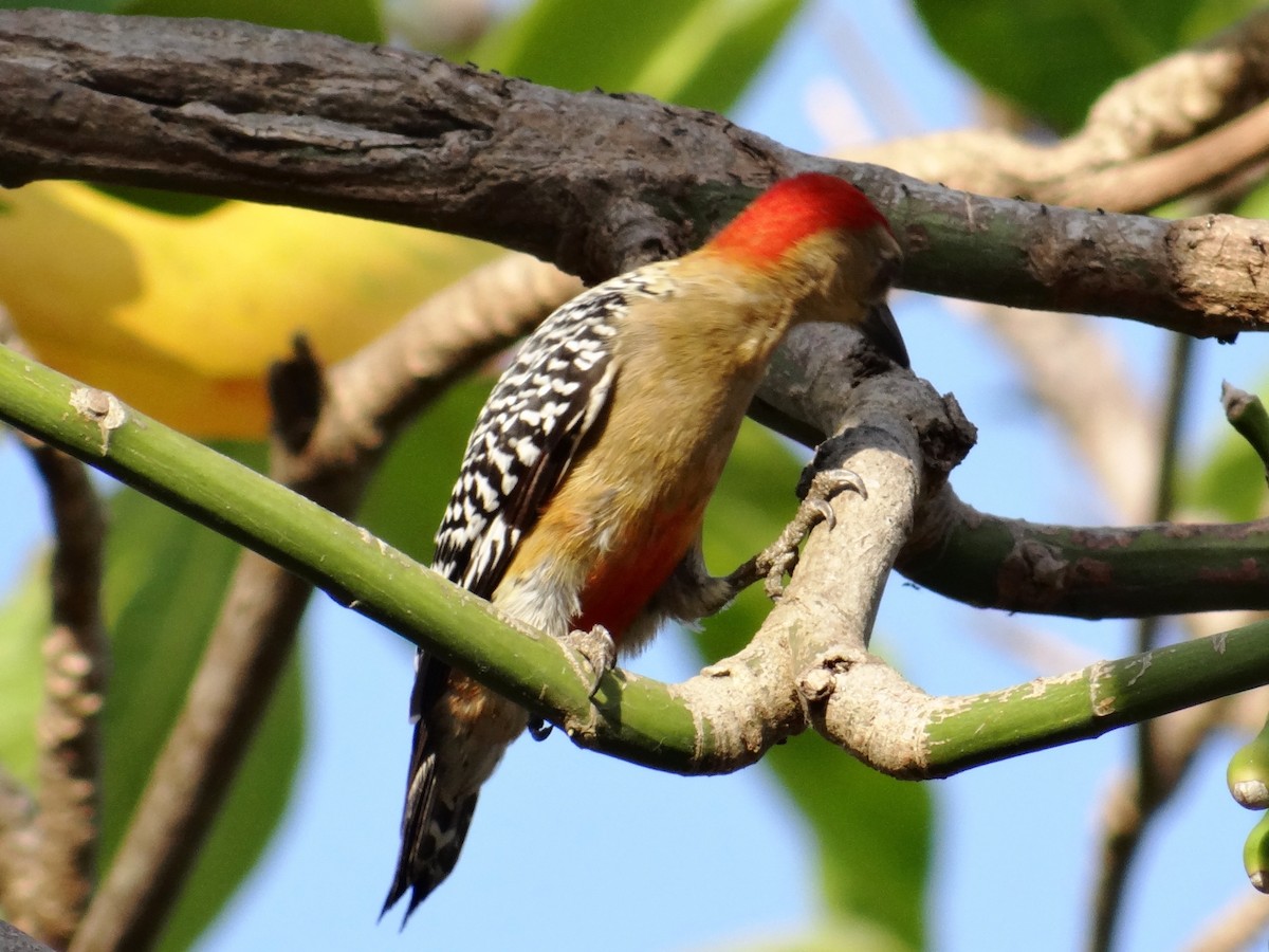 Red-crowned Woodpecker - ML140022601