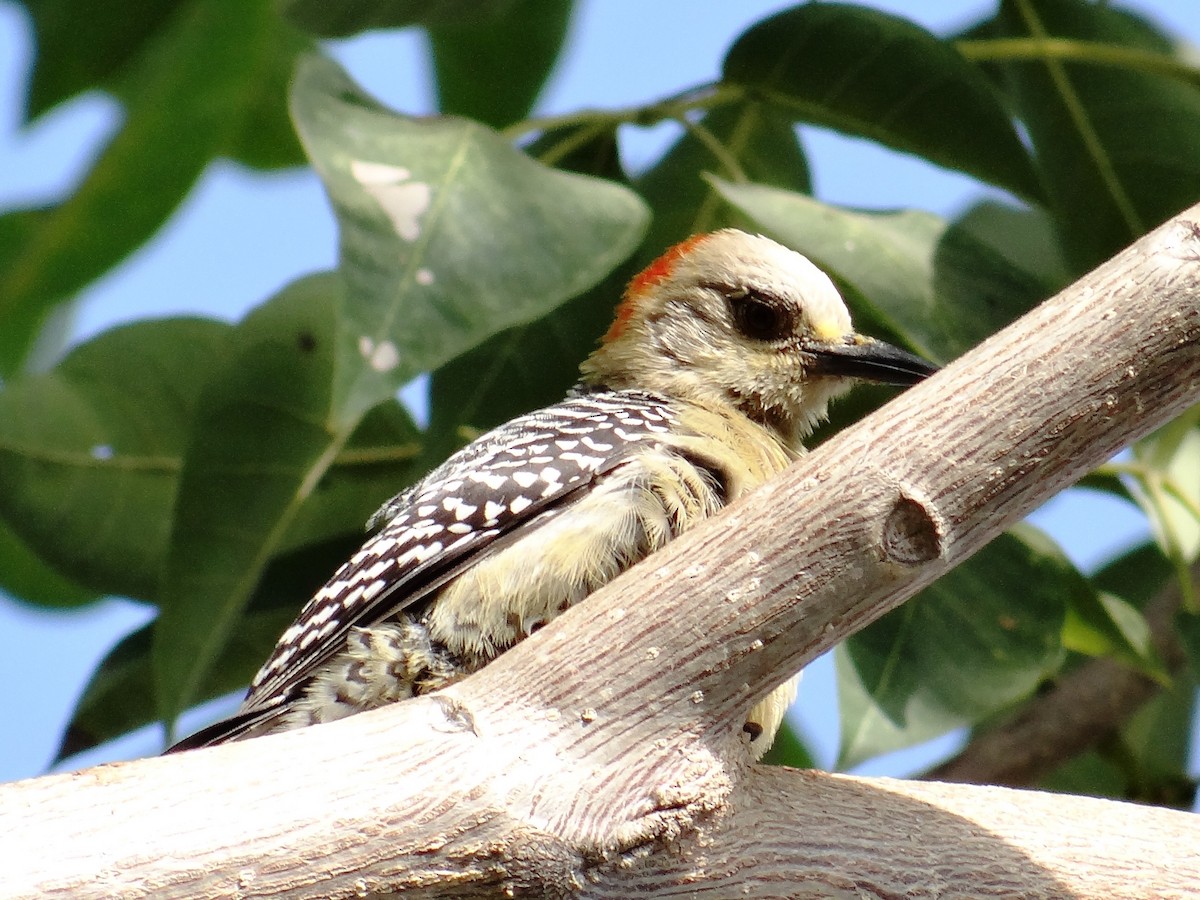 Red-crowned Woodpecker - ML140022631