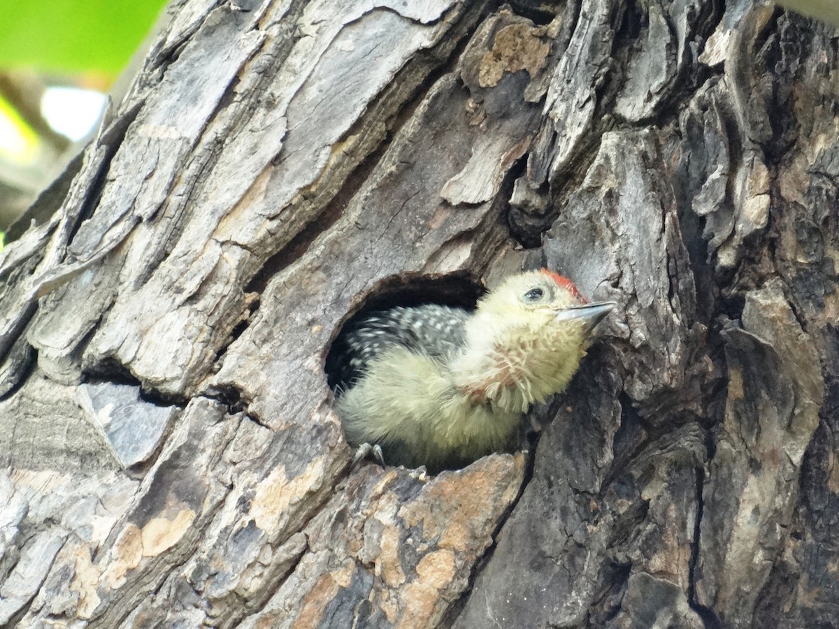 Red-crowned Woodpecker - ML140022641