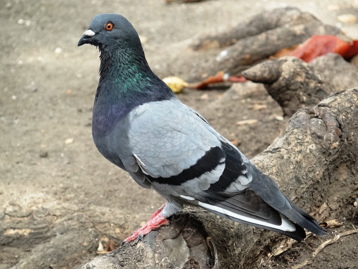 Rock Pigeon (Feral Pigeon) - ML140023751