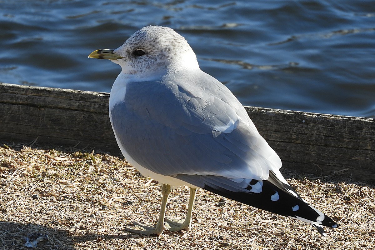 Common Gull (European) - Robert Keereweer