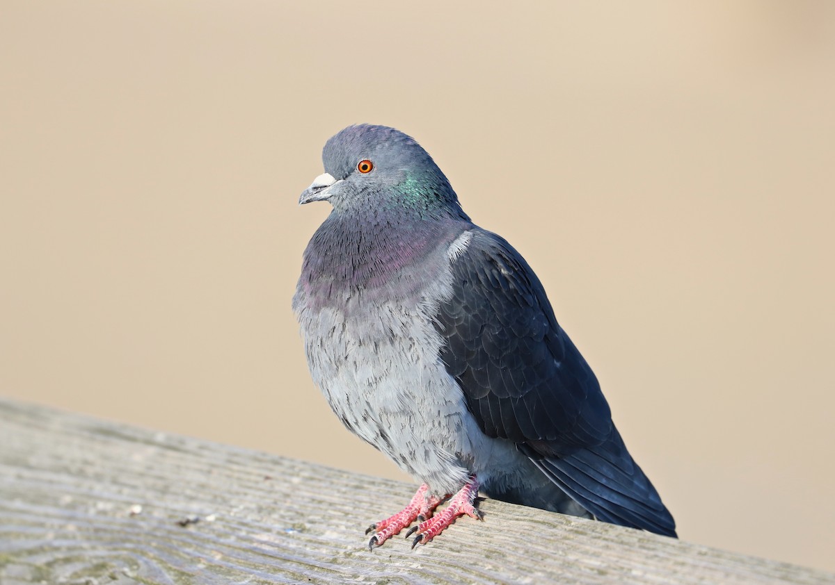 Rock Pigeon (Feral Pigeon) - ML140025501
