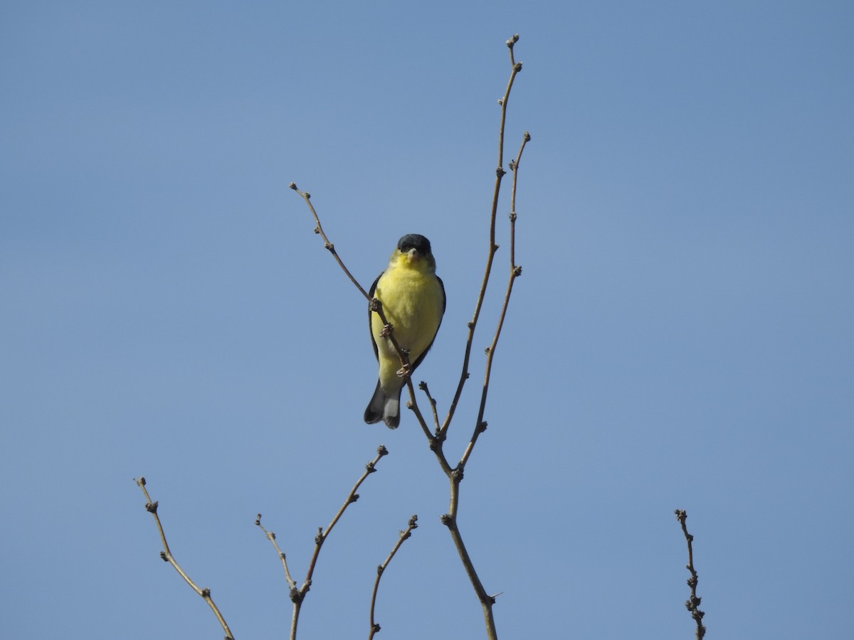 Lesser Goldfinch - Jeff and Allison Gross