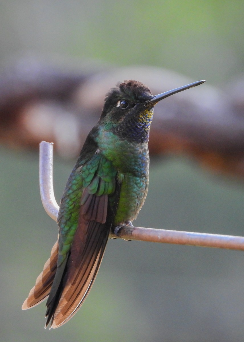 Talamanca Hummingbird - Jeanette Stone