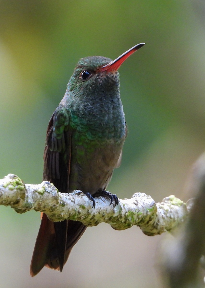 Rufous-tailed Hummingbird - Jeanette Stone