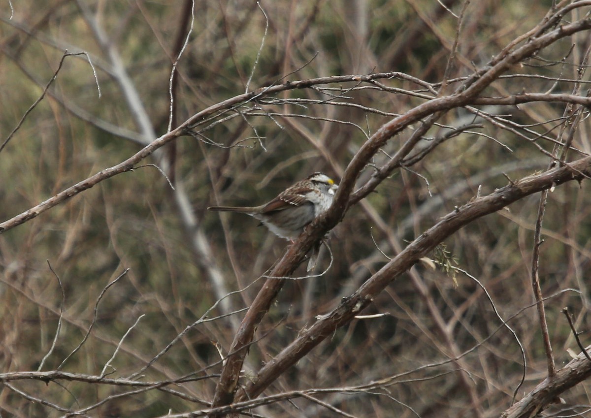 White-throated Sparrow - ML140028461