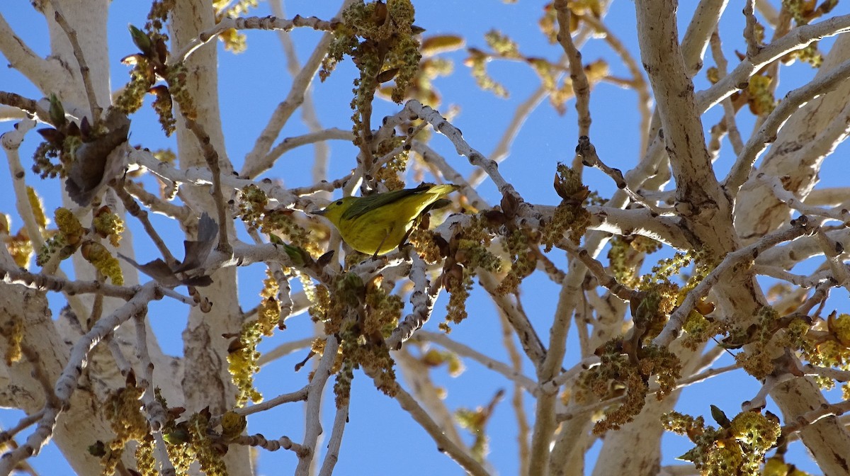 Yellow Warbler (Northern) - steve boyack