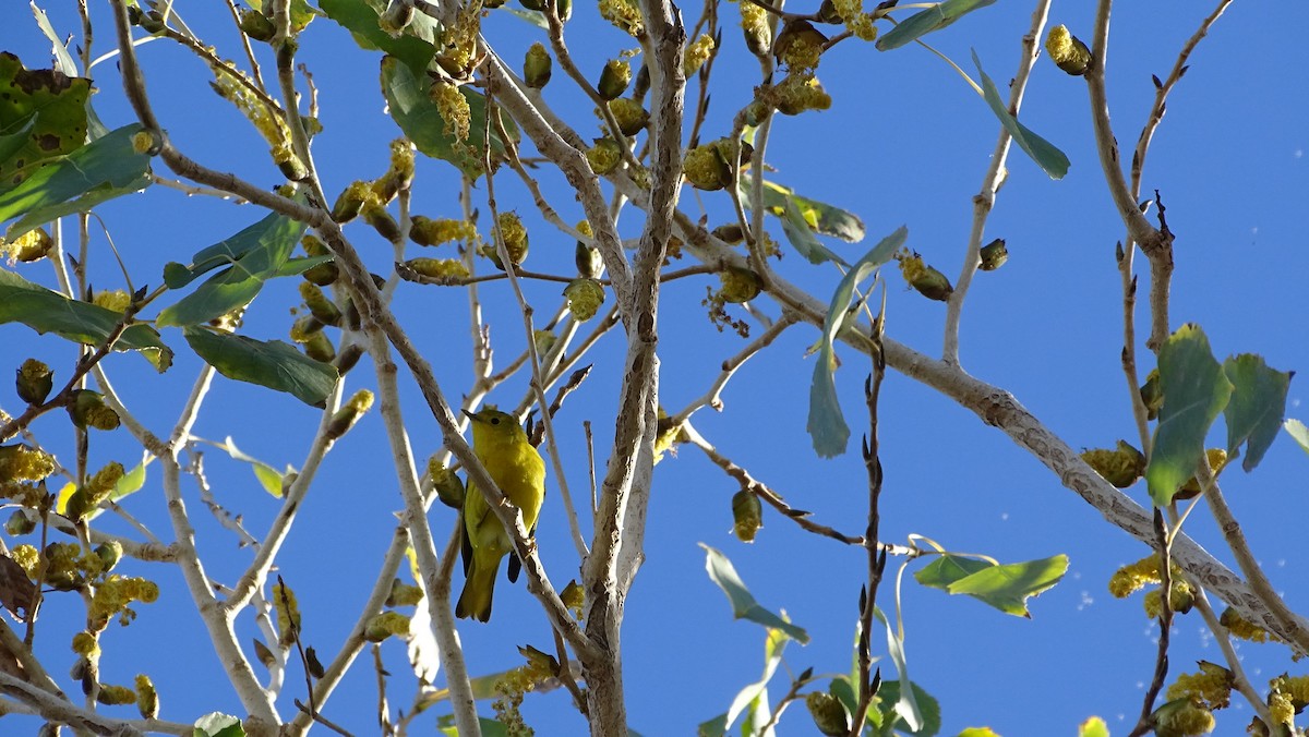 Yellow Warbler (Northern) - steve boyack