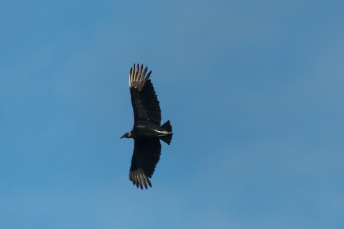 Black Vulture - ML140032591