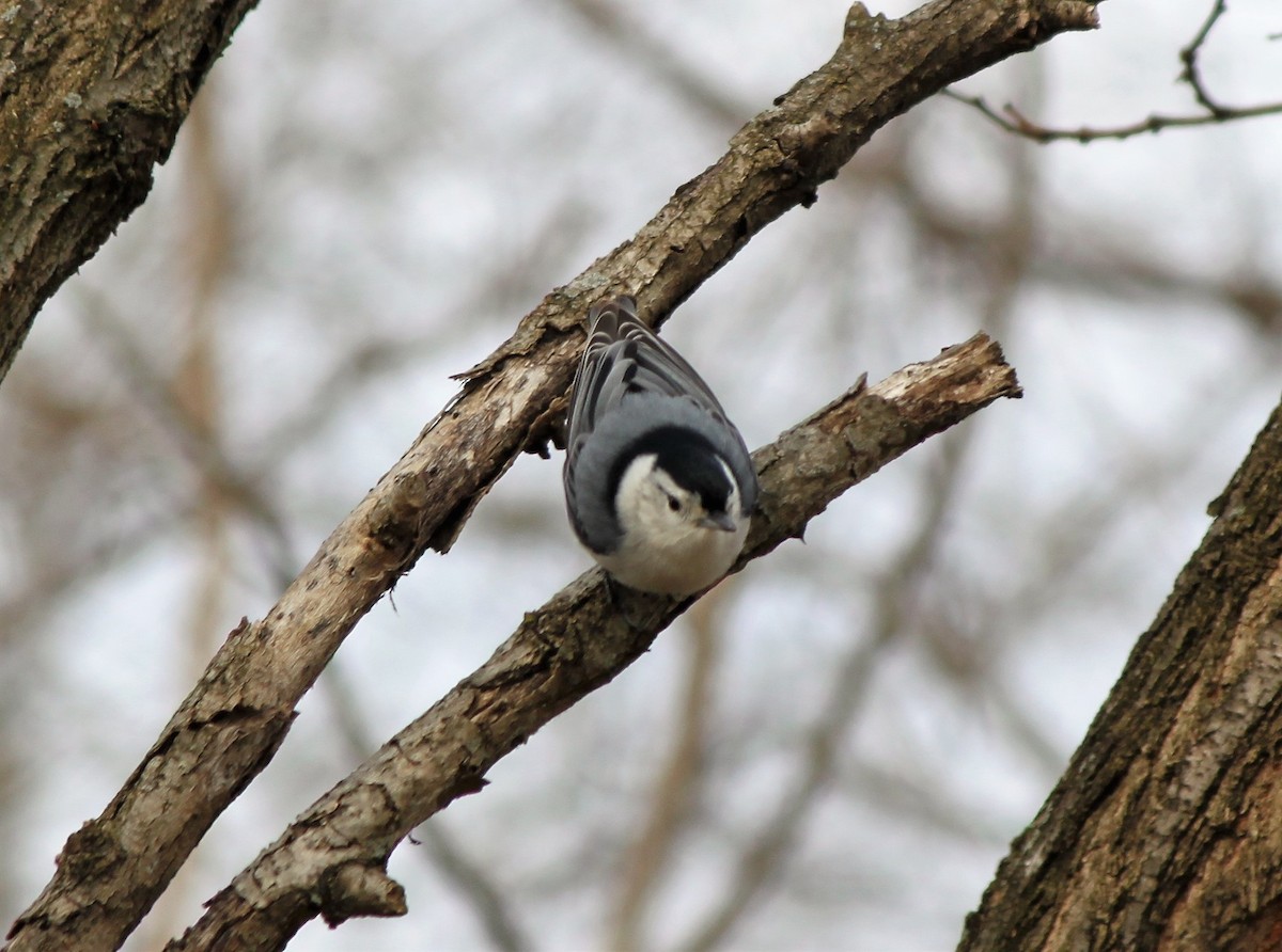 White-breasted Nuthatch - Elijah Askin