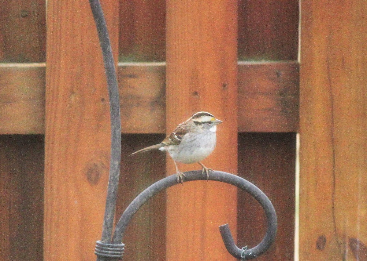 White-throated Sparrow - ML140032871
