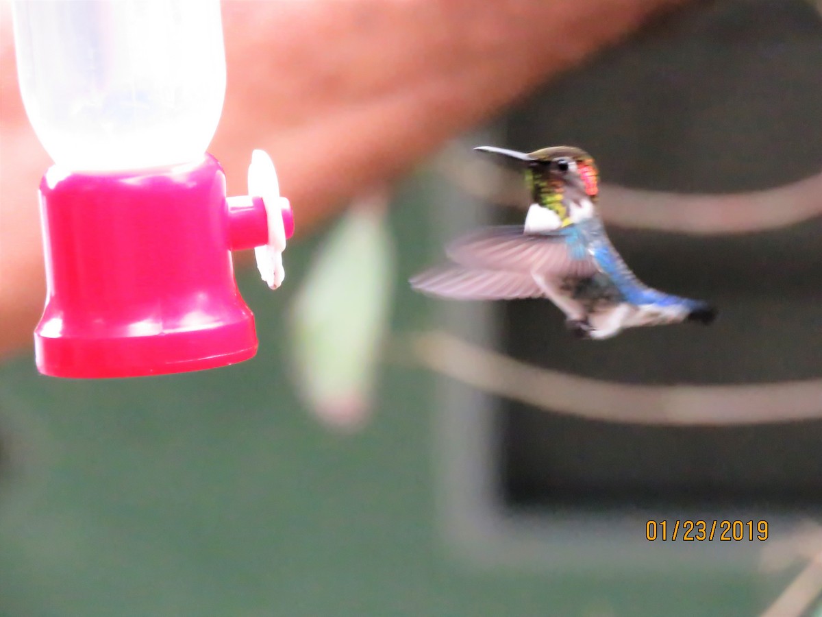 Bee Hummingbird - Cheryl Ring