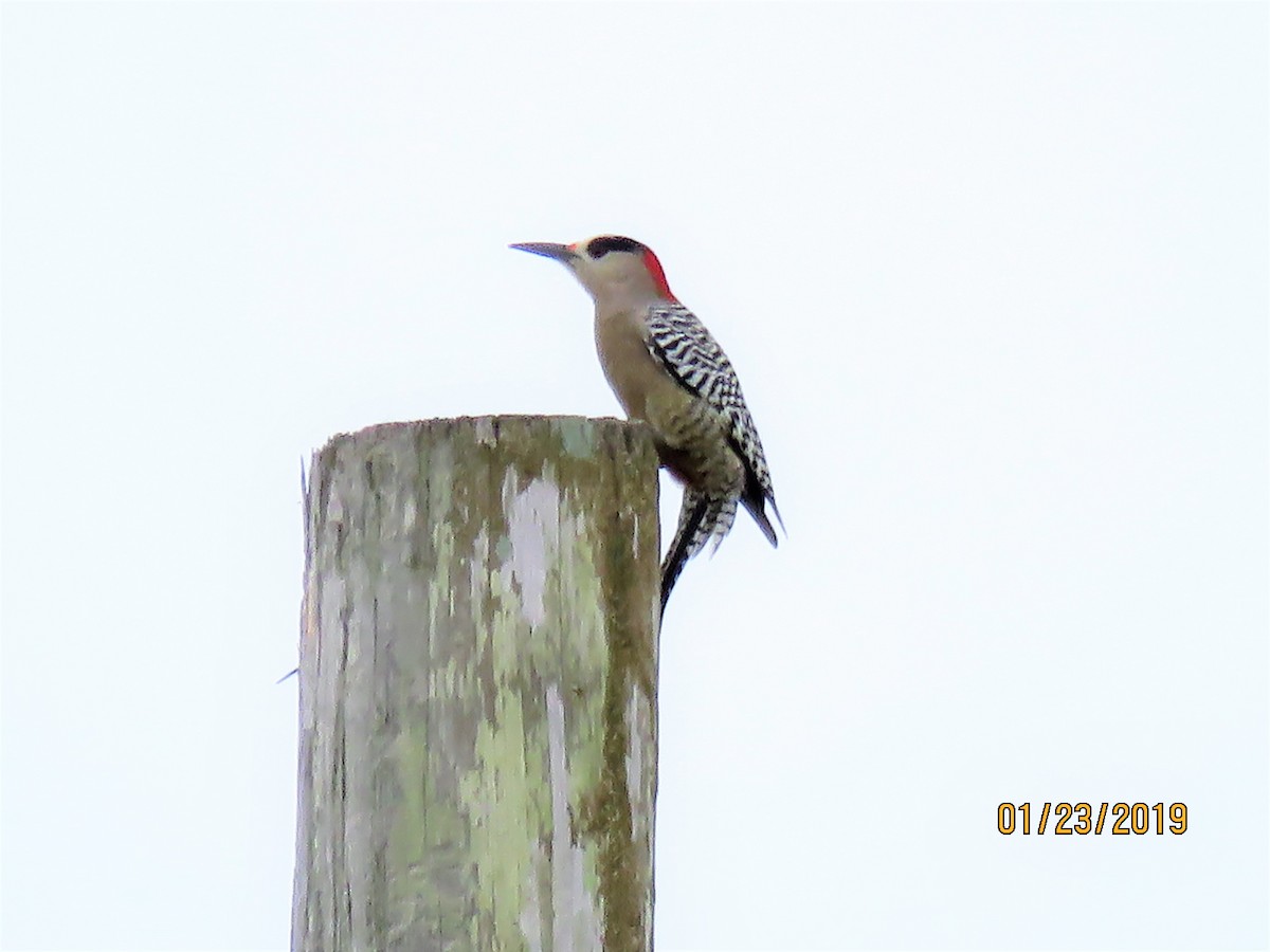 West Indian Woodpecker - Cheryl Ring
