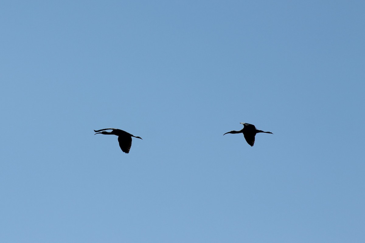 ibis americký - ML140041461