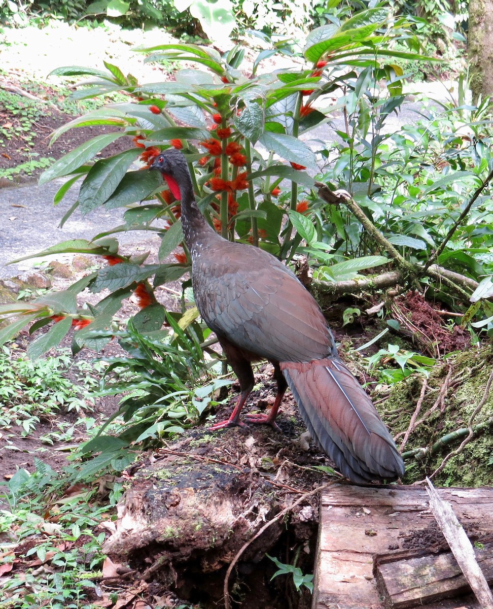 Crested Guan - ML140041921