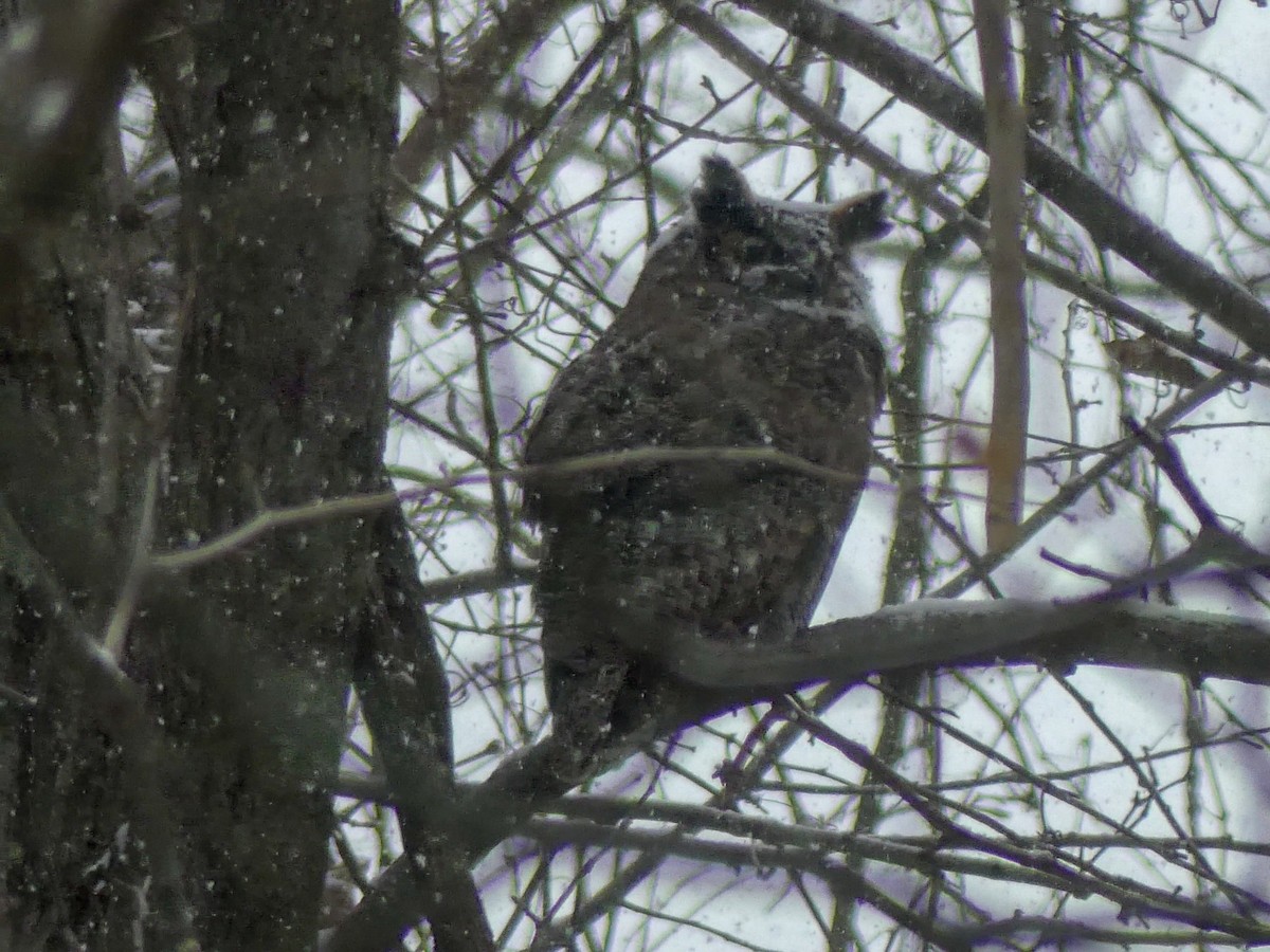 Great Horned Owl - ML140042061