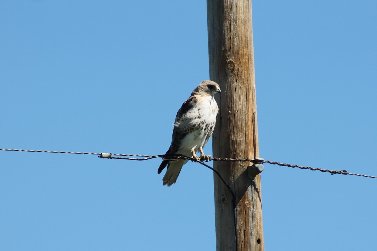 Red-tailed Hawk - ML140043591