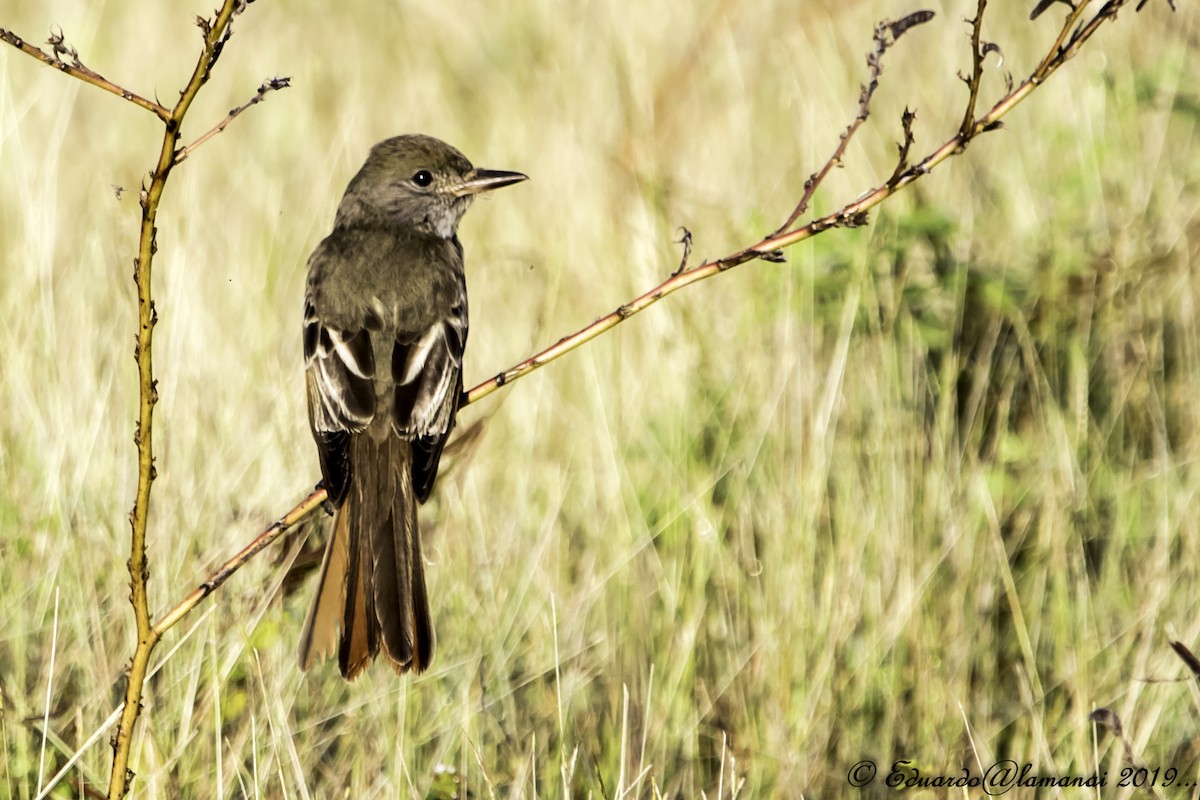 Great Crested Flycatcher - ML140043641