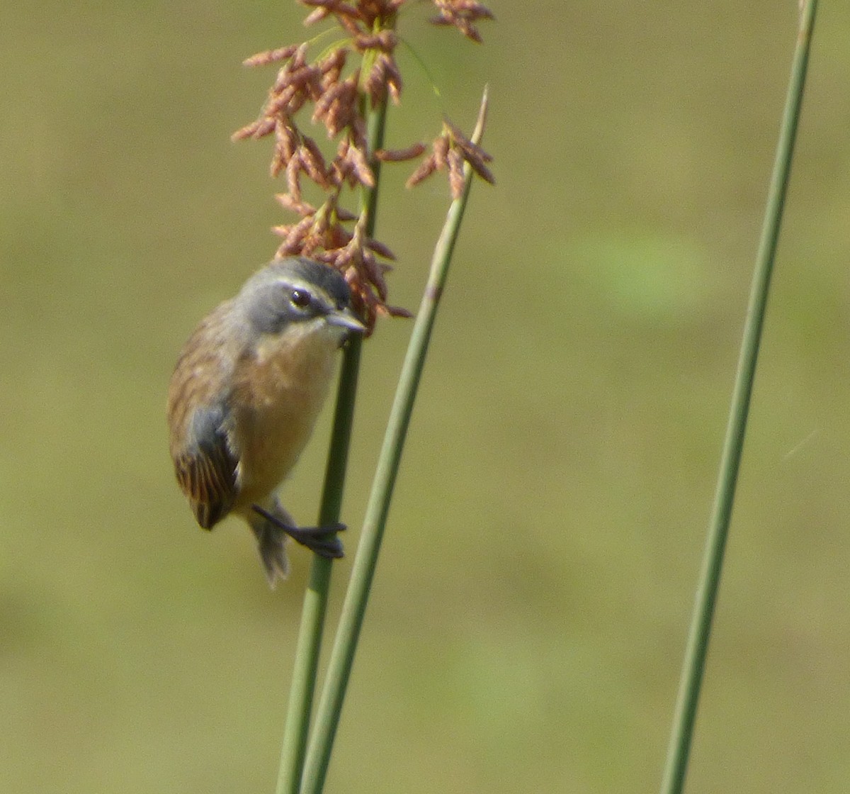 Long-tailed Reed Finch - ML140043861