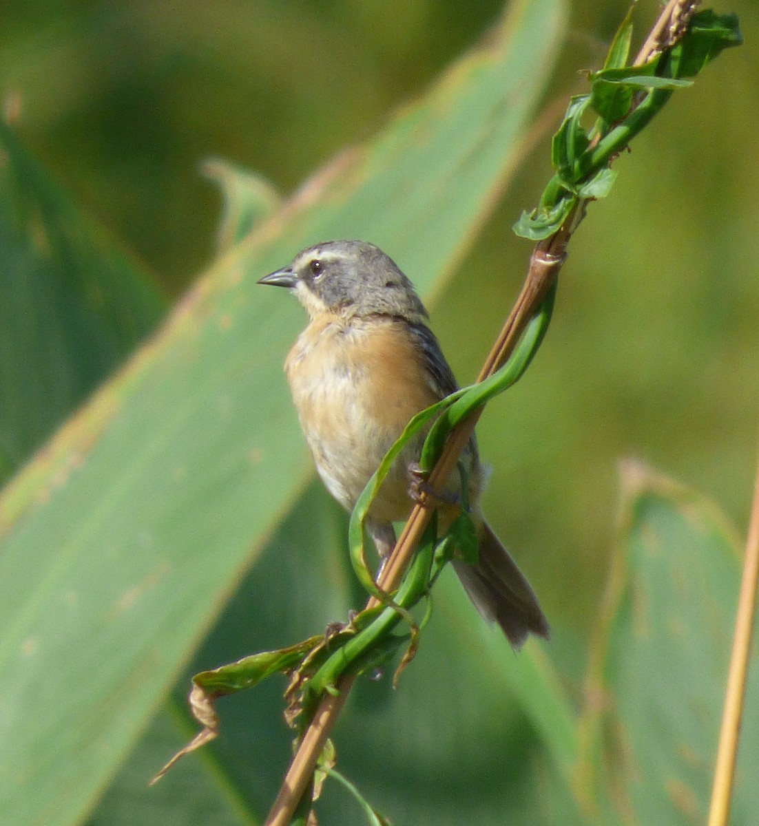 Long-tailed Reed Finch - Gaspar Borra