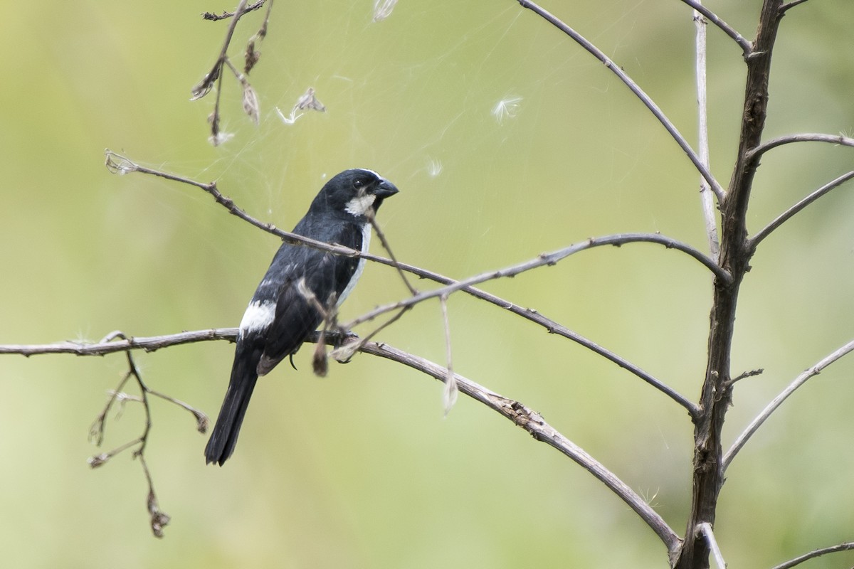 Lined Seedeater - ML140044261