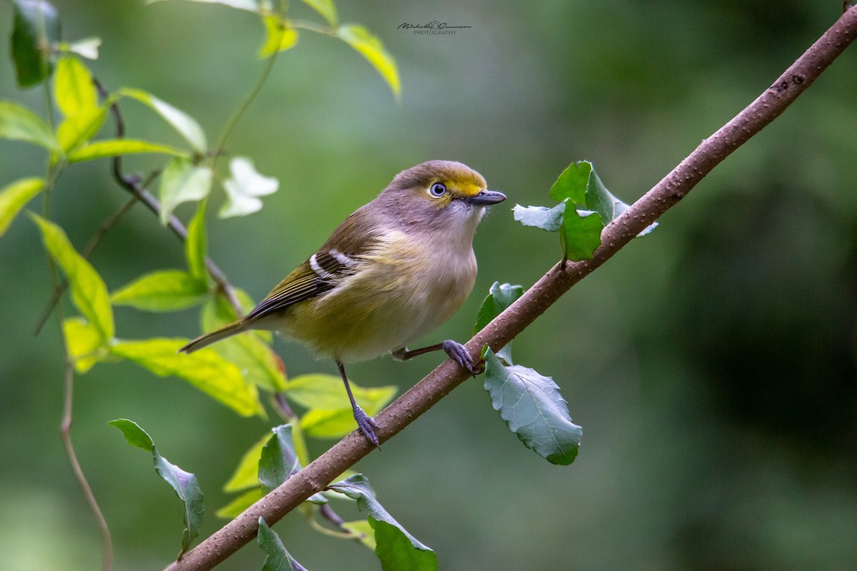 White-eyed Vireo - Michelle Summers