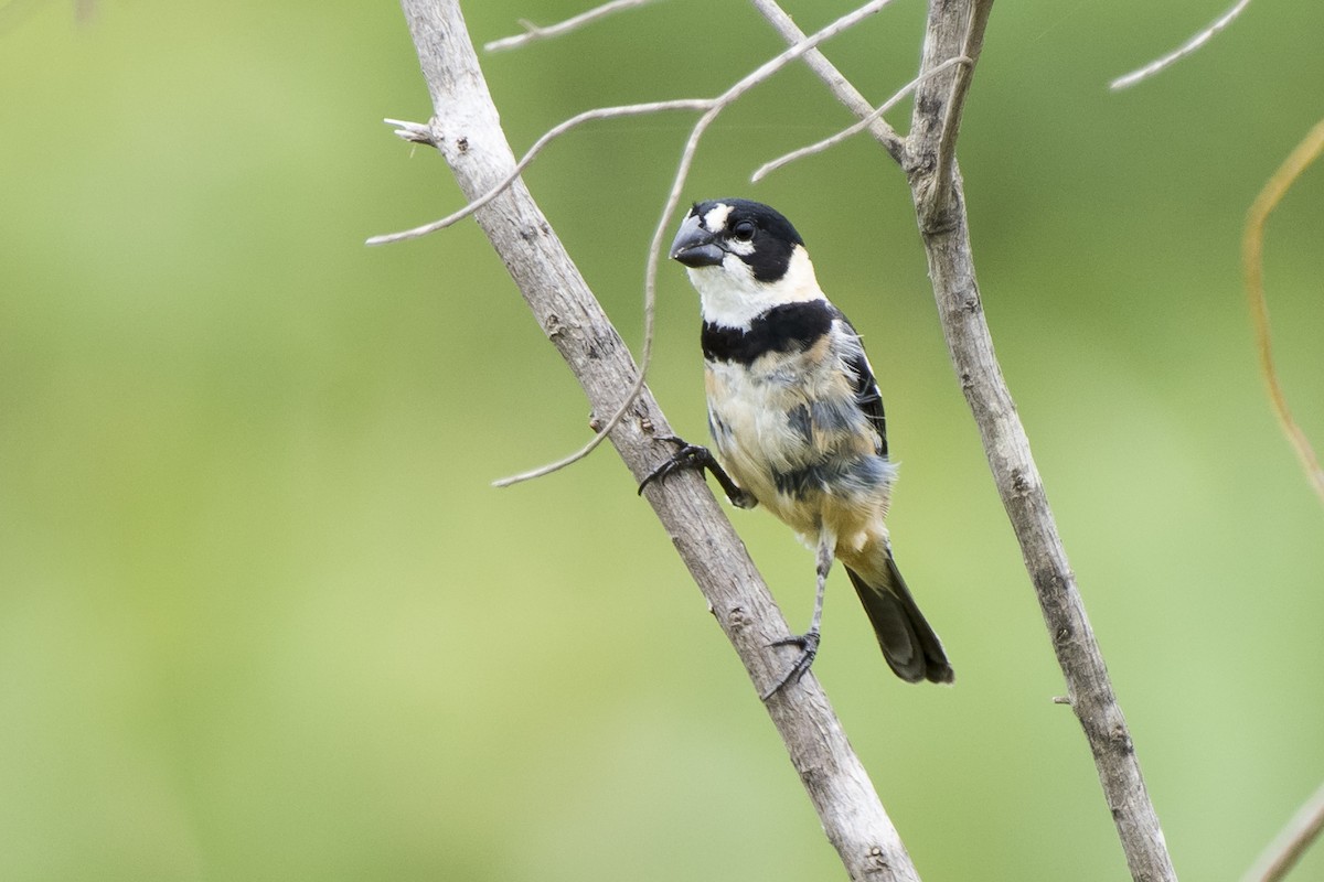 Rusty-collared Seedeater - ML140044761