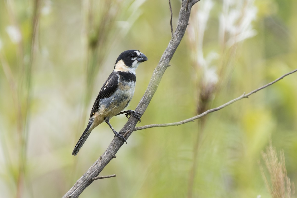 Rusty-collared Seedeater - ML140044791