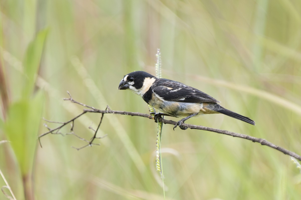 Rusty-collared Seedeater - ML140044801