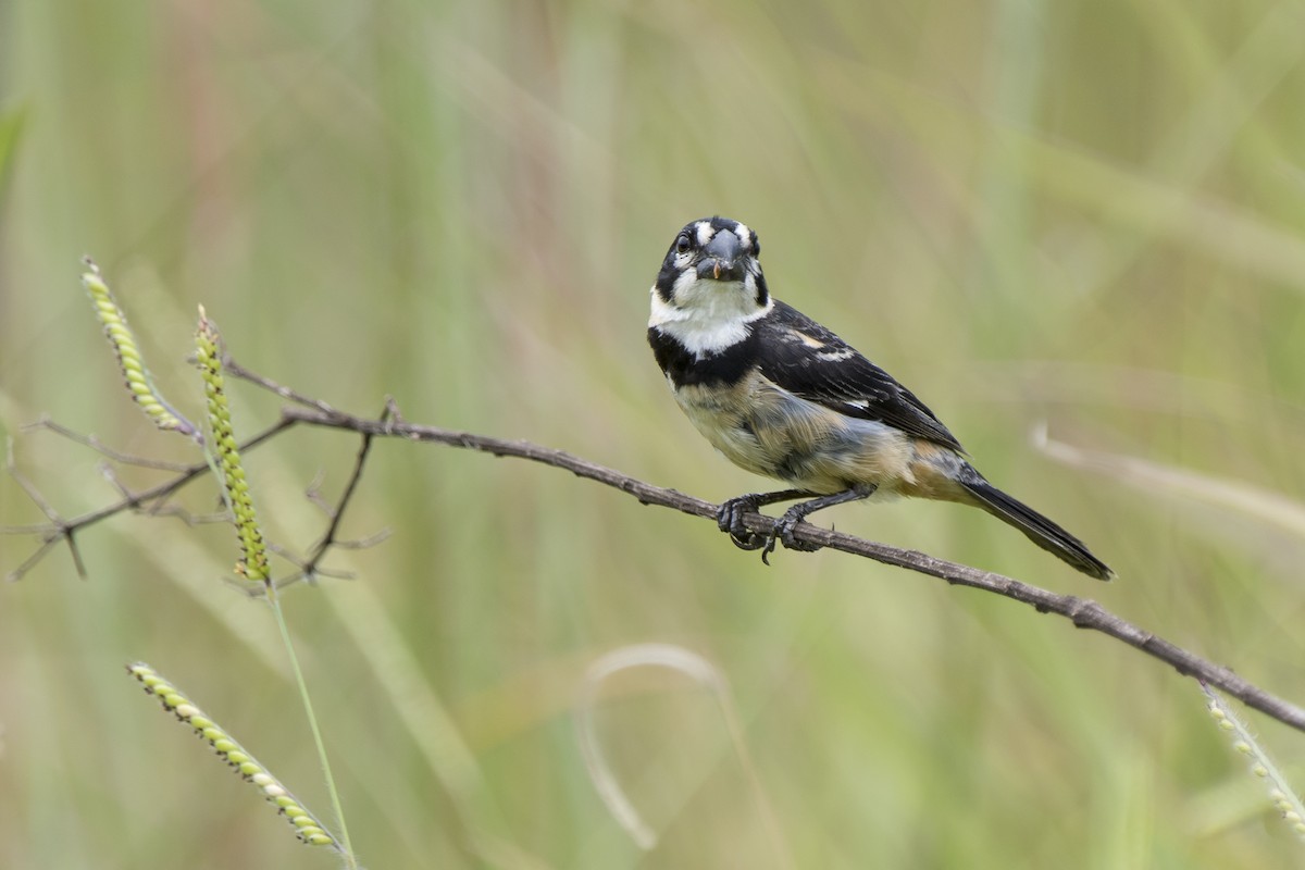 Rusty-collared Seedeater - ML140044811