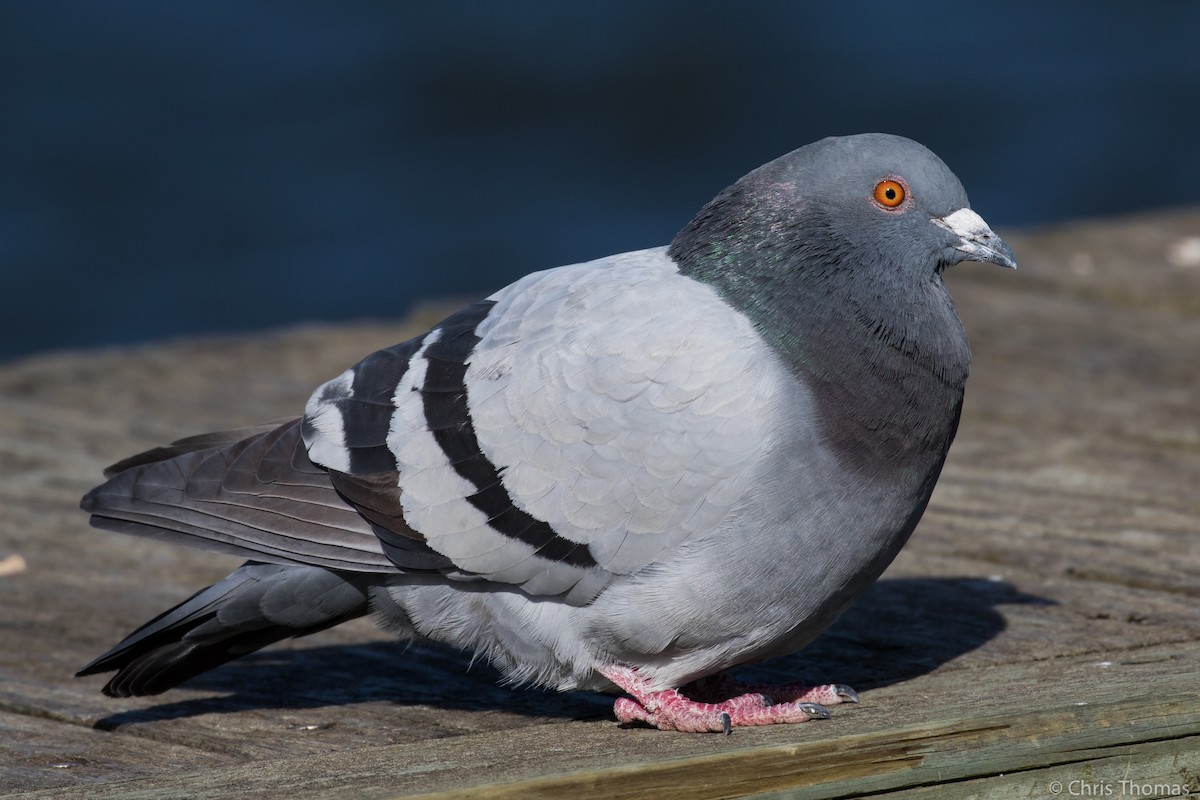 Rock Pigeon (Feral Pigeon) - Chris Thomas
