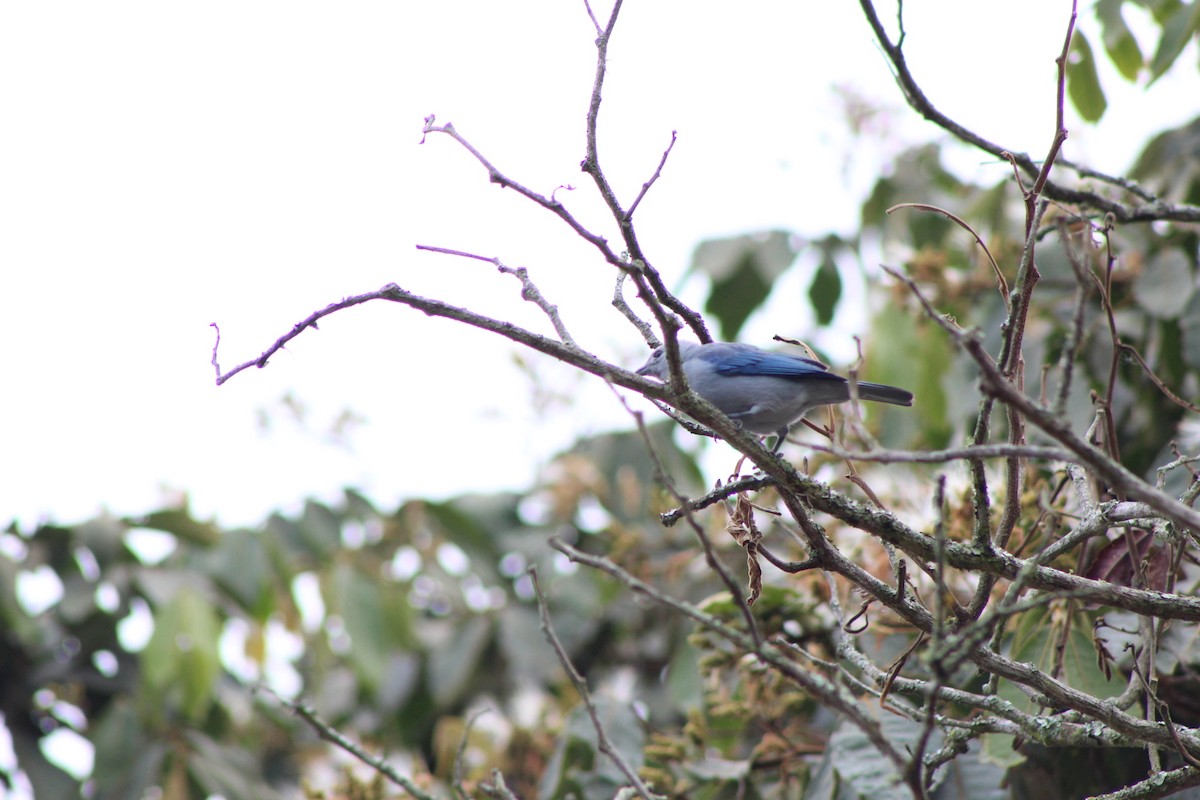 Blue-gray Tanager - Laura Céspedes