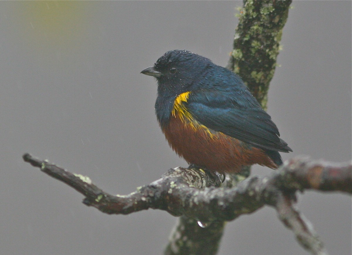 Chestnut-bellied Euphonia - Don Roberson