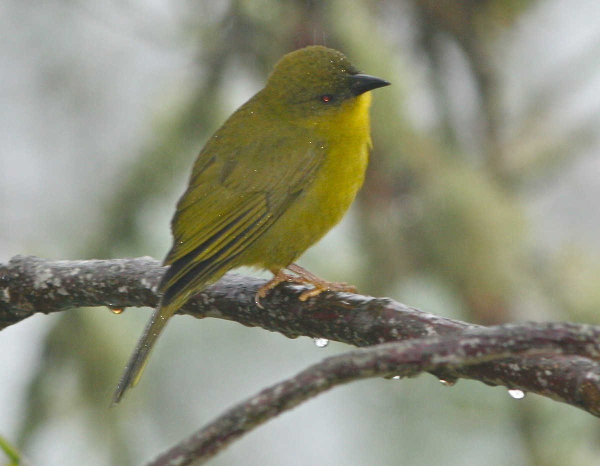 Olive-green Tanager - Don Roberson