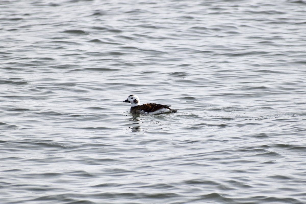 Long-tailed Duck - Matthew Voelker