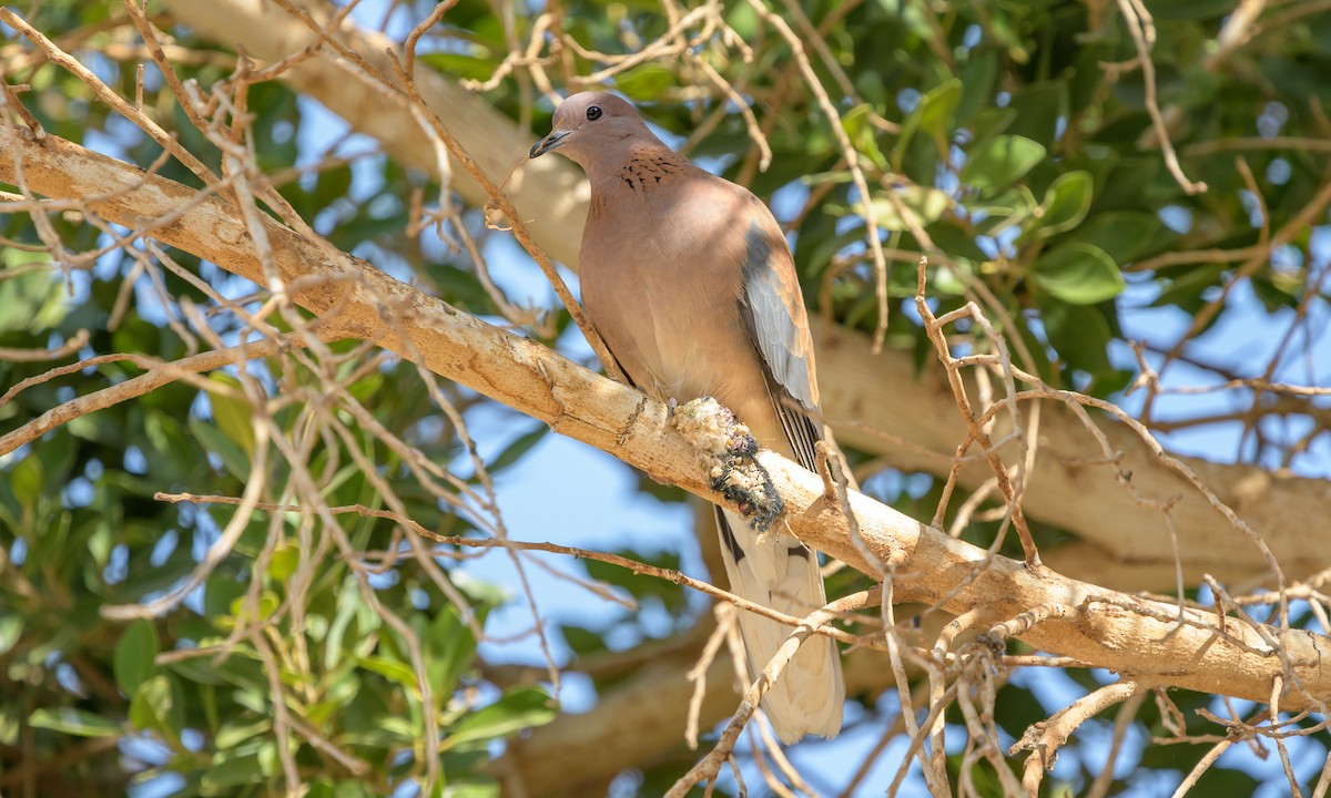 Laughing Dove - ML140053071