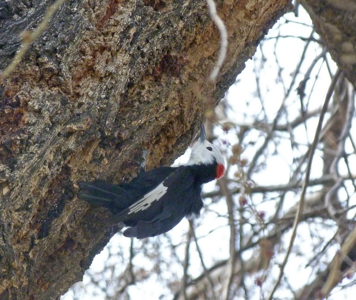 White-headed Woodpecker - Peter Gaede