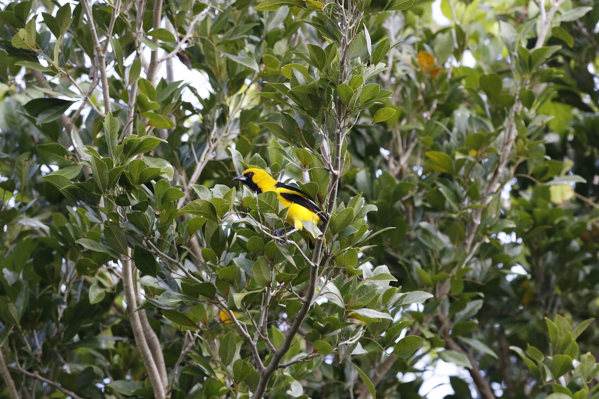Yellow-tailed Oriole - ML140058541