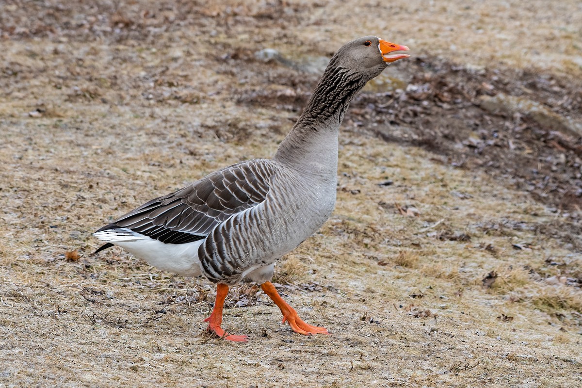 Graylag Goose (Domestic type) - ML140062521