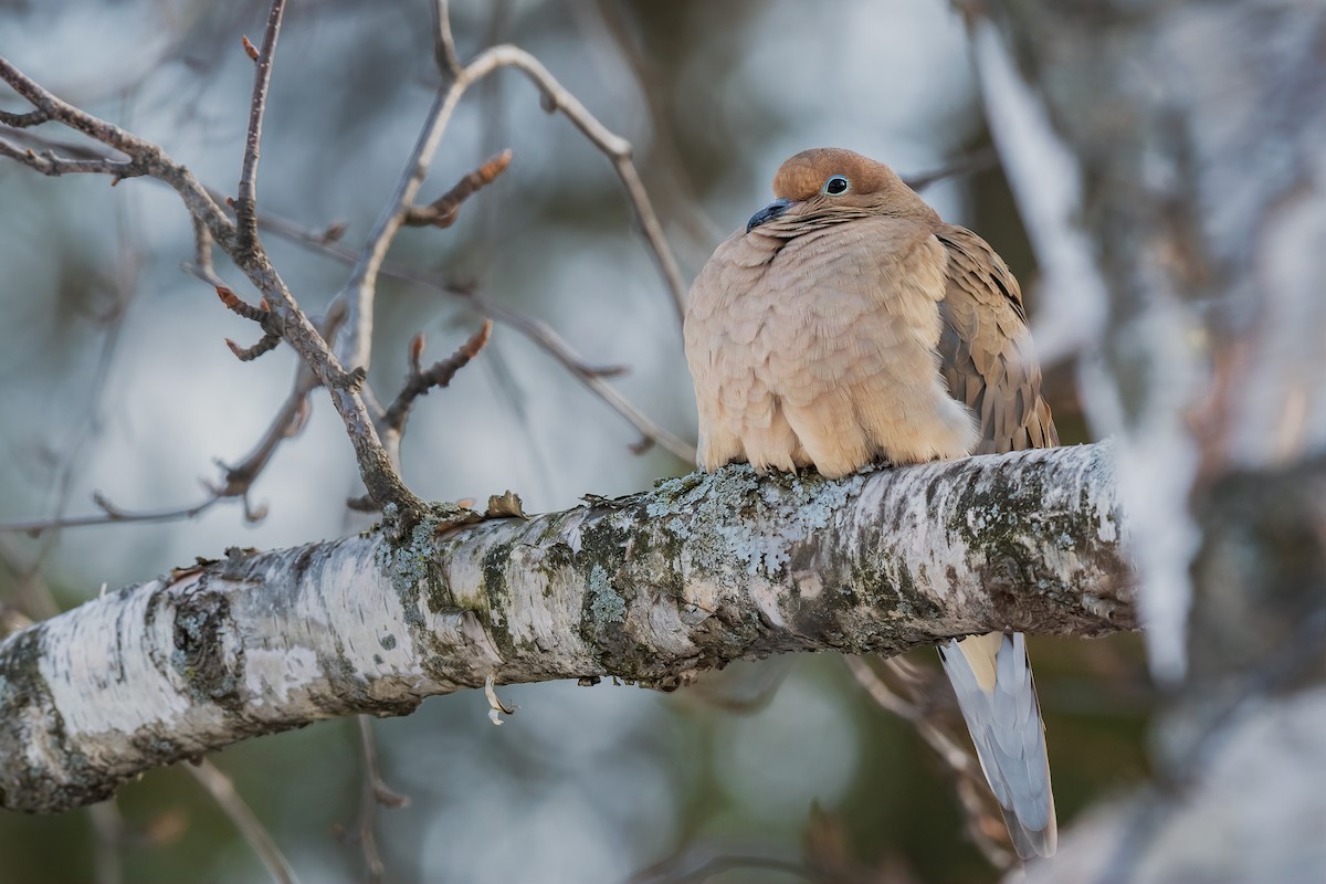 Mourning Dove - Kyle Tansley