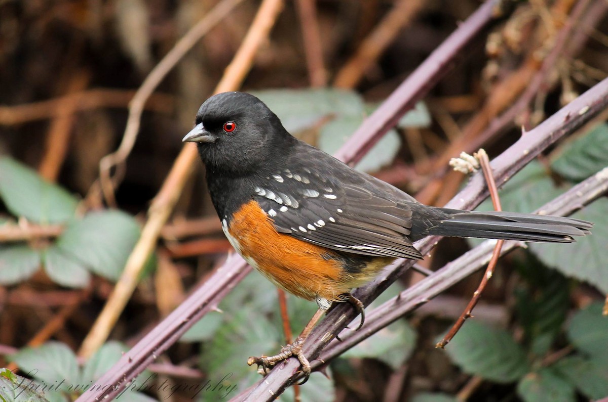 Spotted Towhee - ML140068671