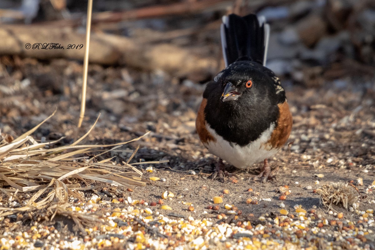 Spotted Towhee - ML140069101