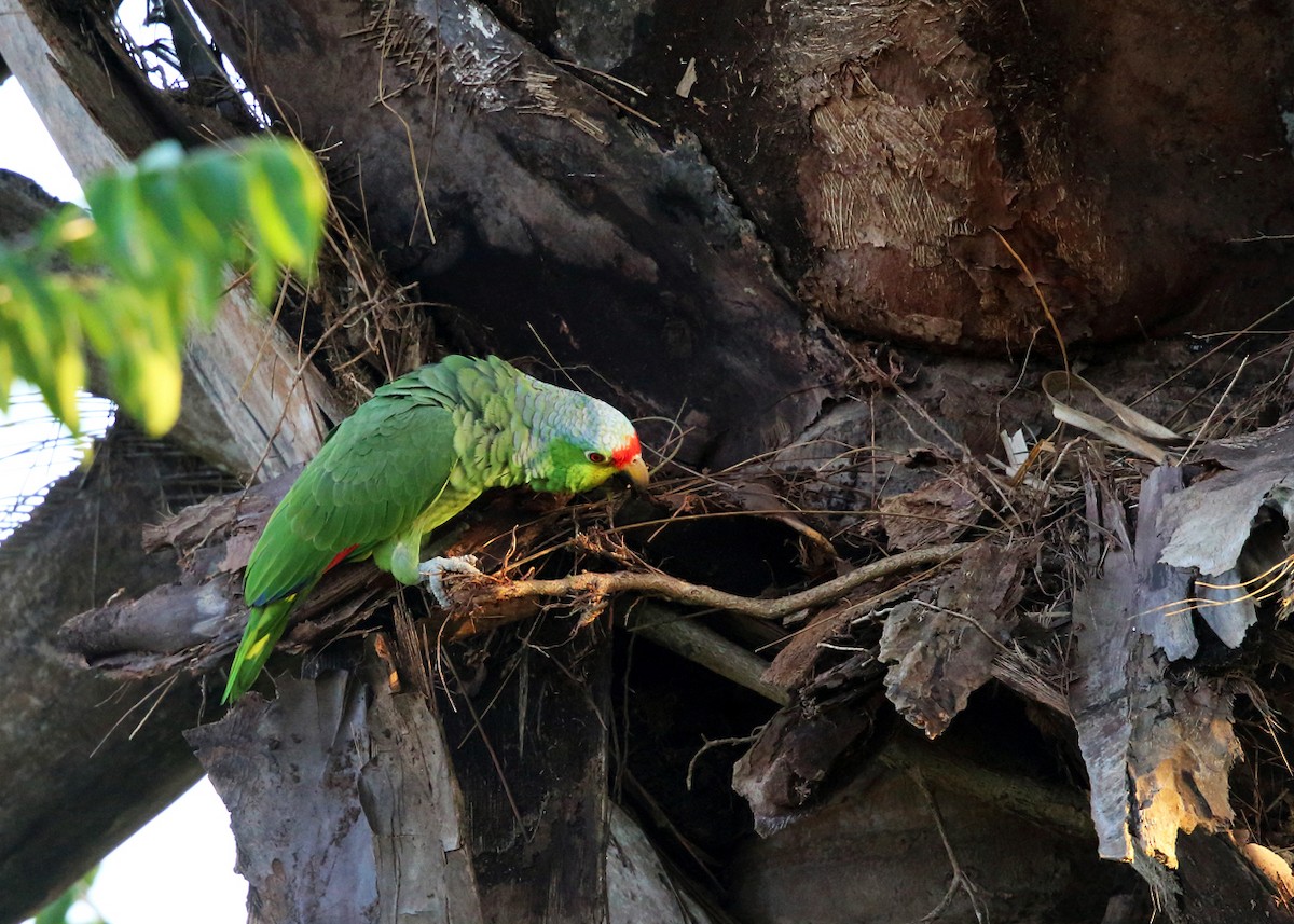 Red-lored Parrot - ML140069151