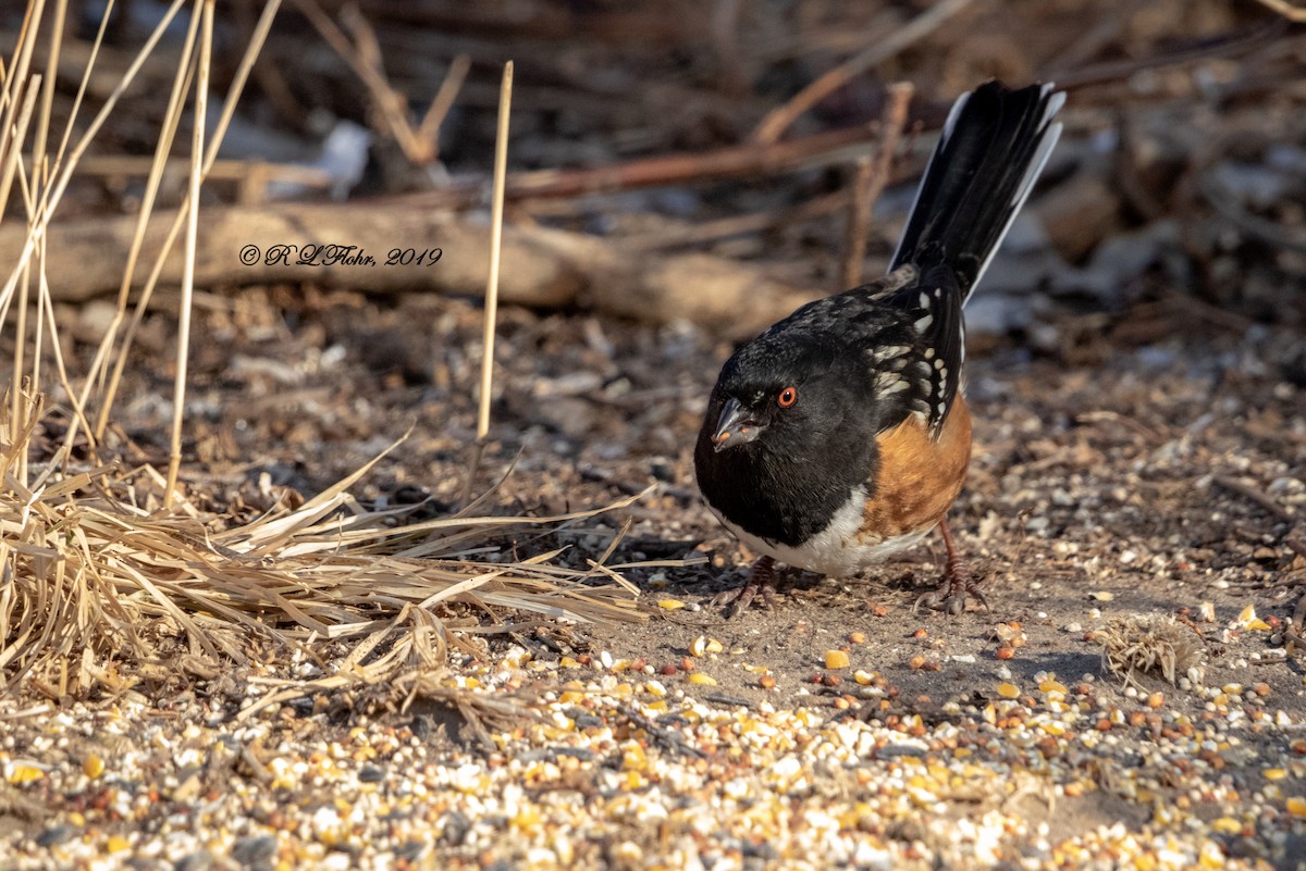 Spotted Towhee - ML140069201