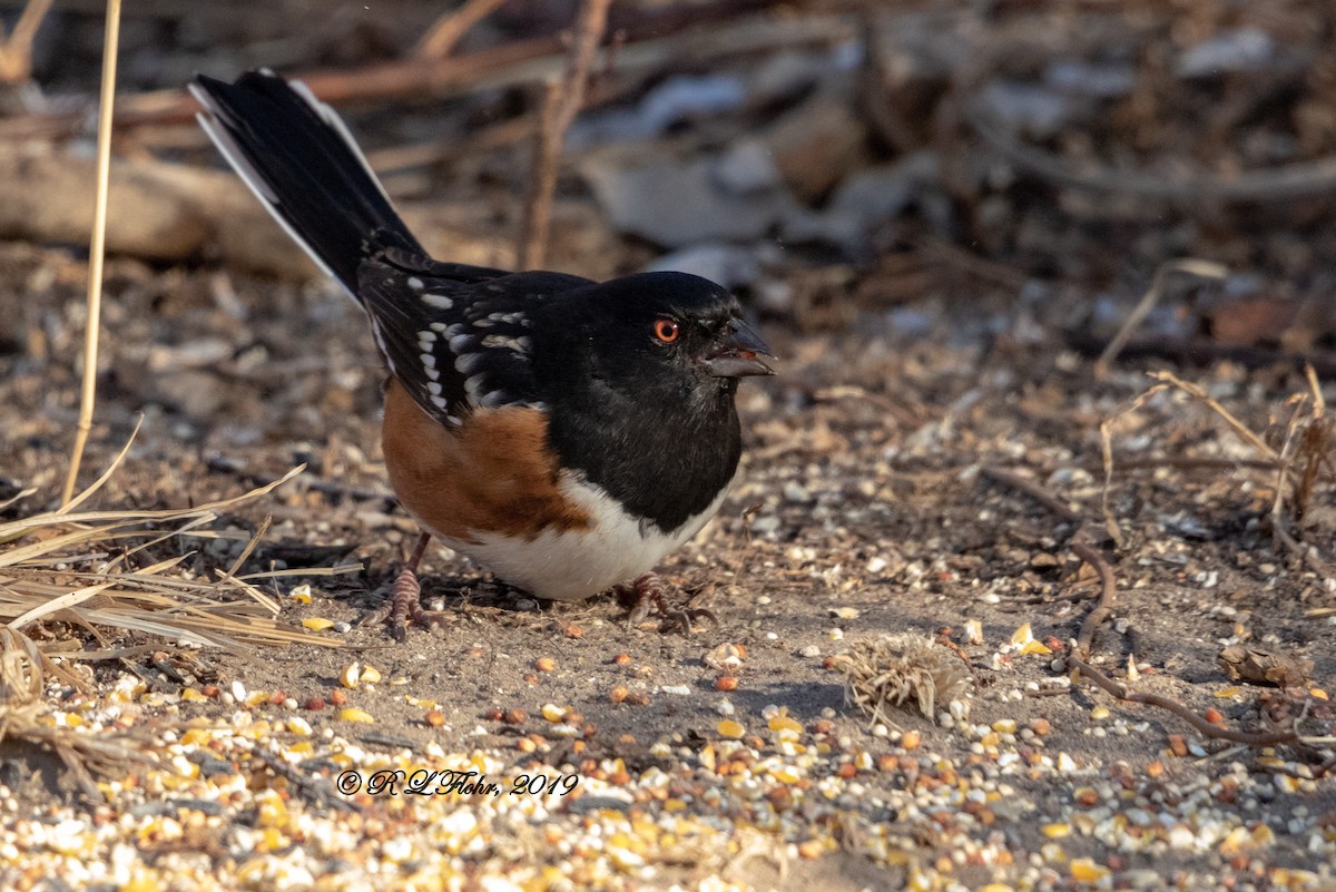 Spotted Towhee - ML140069231